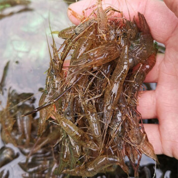 小河虾淡水鲜活河虾活体速冻小青虾河流小白虾冰鲜虾食用河虾4斤装