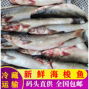 梭魚鮮活速凍海捕紅眼梭子魚新鮮烏鯔魚烏頭海魚水產魚類生鮮惟納德