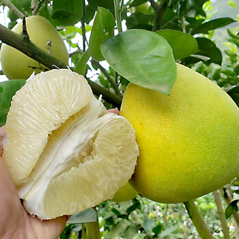湖南安江冰糖柚现摘新鲜水果怀化安江雪峰柚冰糖柚子金兰柚白心蜜柚小
