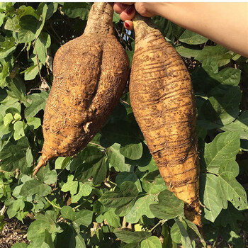 新鲜葛根现挖无渣生粉葛片农家特产天然野生葛根粉片煲汤广西生鲜精选