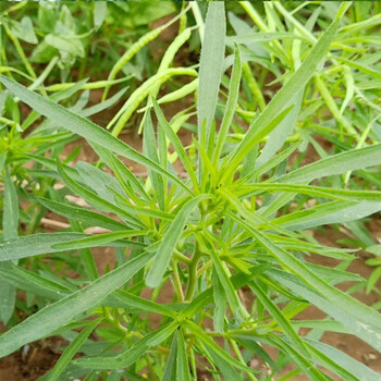 扫帚菜新鲜现摘头茬当季蔬菜现发扫把菜农家山东省儿时野菜地肤子