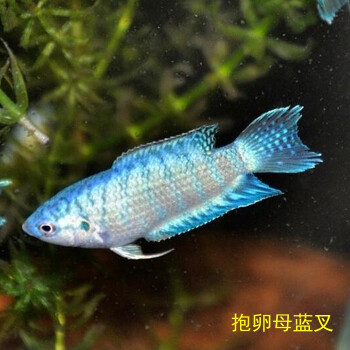 中國鬥魚藍叉普叉人工改良藍色小型淡水魚活體觀賞魚冷水叉尾鬥魚 藍