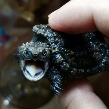 鹃巴佛鳄小鳄龟活物超爆刺原种佛鳄活体暴刺纯佛北美小原种佛鳄超爆刺