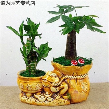 金色聚寶盆【發財樹 荷花竹 陶瓷盆】