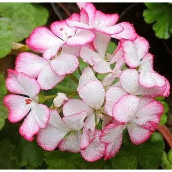天竺葵日本碗花苗百年温哥华盆栽苗家庭阳台四季开花植物t4卡梅尔不含