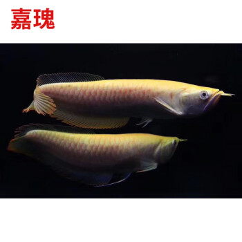 嘉瑰活體七彩銀龍魚黃化紅眼白子銀龍魚苗大型熱帶龍魚 精品黃化白子