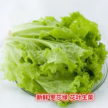 新鲜罗莎绿生菜 花叶生菜 2000g