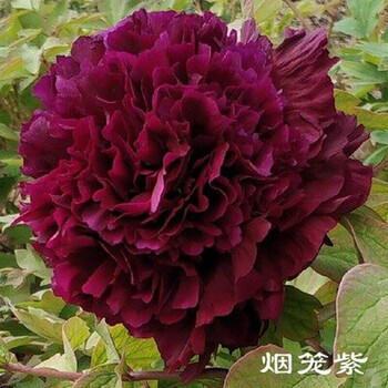 牡丹花苗四季易种芍药树苗室内盆栽室外庭院耐寒开花易活植物 烟笼 