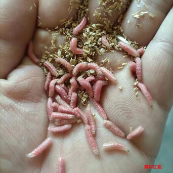 鲜活红蛆虫溪流石斑鱼马口白条鲫鱼野钓绝杀饵料红蛆饵野钓活蛆虫红蛆