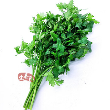 轻恋新鲜意大利芹250g parsley-flat leaf平叶欧芹香芹细叶芹法国香菜