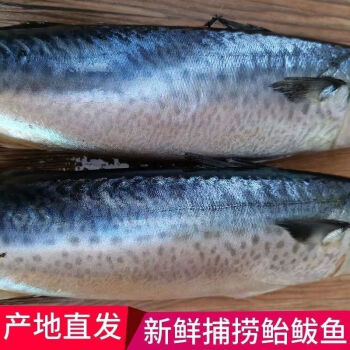 臻藓钰鲐鲅鱼青占鱼青鱼新鲜鲅鱼海鱼海鲜净重无冰鲅鱼新鲜特大 2斤装