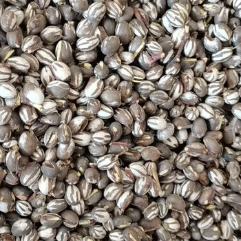 坦克虫杨拉罐活洋辣子鲜活野生仓鼠粮食东北特产鱼饵宠物增肥【好物】