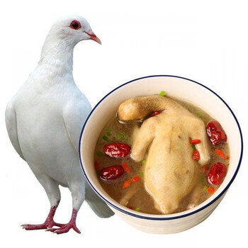 供港乳鸽新鲜乳鸽土鸽子农家散养鸽子放飞乳鸽子肉鲜现杀真空 4只每只