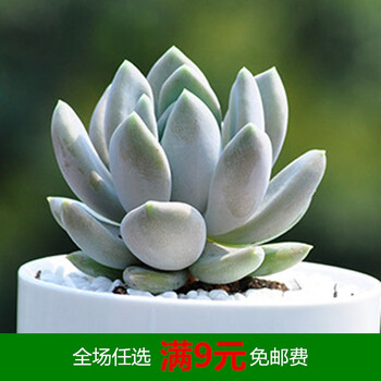 1元多肉植物吉娃娃水蜜桃新款稀有贵货粉玫瑰花卉室内超萌大盆栽深棕色胖美人5cm左右不含盆 图片价格品牌报价 京东