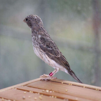 ajaj人工繁殖金青鸟灰燕活体黑喉白燕大金黄玉鸟辣椒红观赏鸟听叫促销