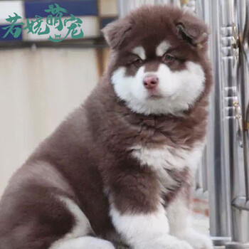 同城闪送 阿拉斯加犬幼犬大型犬阿拉斯加犬活体巨型熊版阿拉斯加幼崽宠物级血统级雪橇犬宠物级 红色 灰色 黑色 B级公 图片价格品牌报价 京东