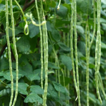 永賜豆角 豇豆 架豆種子蔬菜種子菜籽 種菜 高出芽率 種子 蔬菜 掛麵