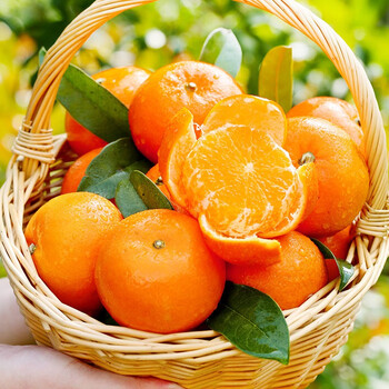 广西武鸣沃柑 严选水果中果大果 柑橘  桔子 贡柑整