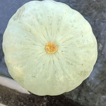 自家种的银板栗南瓜宁夏银川旱栗南瓜好吃不贵净重5斤二到三个