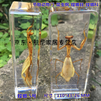 幼儿园真实海洋动物昆虫标本树脂章鱼天牛螃蟹蜘蛛蝎子蝗虫蜈蚣卡其色螳螂5号 图片价格品牌报价 京东