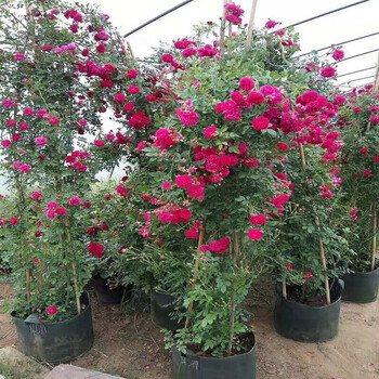 甜蜜红木香花苗木香花苗白黄甜蜜红木香重瓣带花四季爬藤植物室内庭院