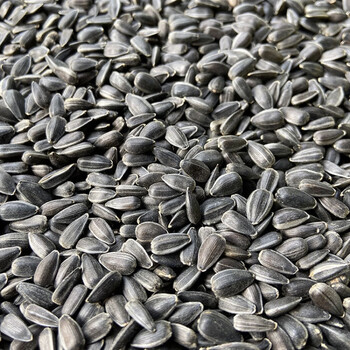京选推荐 小瓜子葵花子油葵籽鹦鹉鸟食仓鼠零食鸟粮鸽粮生油葵小瓜子 2斤装 图片价格品牌报价 京东