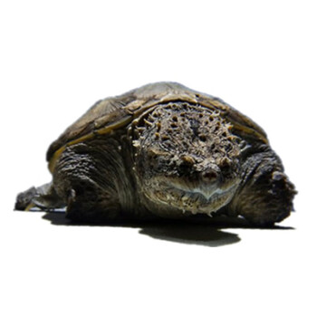 易萌宠物佛鳄龟乌龟活体纯佛原种爆刺北美杂佛肉食龟宠物龟水龟观赏龟