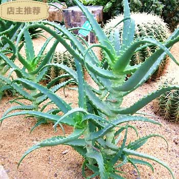 劲胜 Jin Sheng 龙爪菊芦荟苗盆栽植物木立芦荟木剑2年苗花多肉z5 2年苗 25厘米高不含盆 图片价格品牌报价 京东