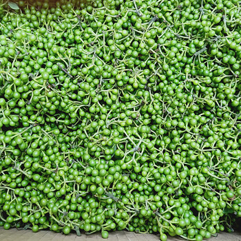 四川现摘山胡椒新鲜木姜子新鲜重庆山苍子木浆子1斤500克