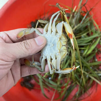 高品质野生小青蟹苗100个手拇指海捕野生青蟹活的广东鲜活幼苗10只
