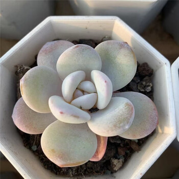 多肉植物雪莲橙梦露雪天使粉蓝鸟嫦娥肉肉组合盆栽新手易养萌肉肉冰淇淋花卉雪莲4厘米 图片价格品牌报价 京东