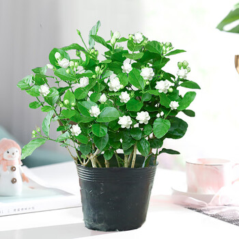 小胖家茉莉花花草花卉盆栽花室内阳台植物绿植盆栽观花植物四季好养带花苞开花不断绿植好养活茉莉花 原土1盆 买2件送喷壶 图片价格品牌报价 京东