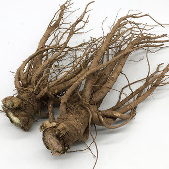 岷县新鲜当归甘肃正宗无硫现挖湿党参当归片中药材气血煲汤 新鲜当归3