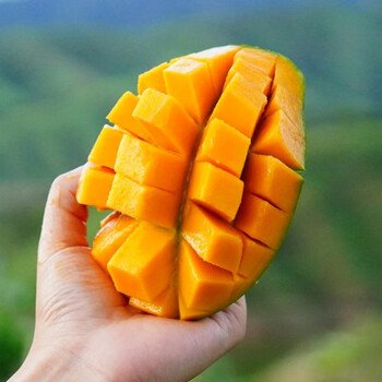 润味来四川攀枝花凯特芒果当季新鲜水果超甜特大青皮芒果礼盒 5斤精选