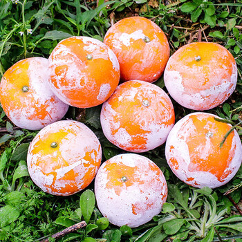 【广西茂谷柑】新鲜水果网红脏脏柑橘石灰柑 5斤大果