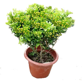 独杆米兰花树形独杆米兰盆栽花苗室内香花植物盆栽米兰4年苗不含盆