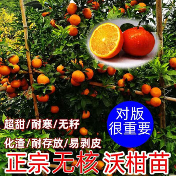 砂糖橘 蜜橘 冰糖橘 盆栽地栽南北方適宜種植嫁接苗當年結果 沃柑橘苗