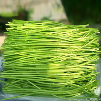 蘆蒿新鮮蔬菜3斤去根藜蒿蔞蒿鮮嫩野菜泥蒿茼蒿當季