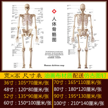 標準人體骨骼圖大掛圖片全身高清人體骨骼結構圖解剖圖全身海報