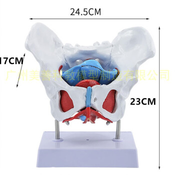 2021新款女性骨盆生殖器官模型女性盆腔結構子宮膀胱盆底肌肉康復模型