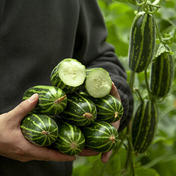 鲜其河北青龙菜瓜脆瓜水果现摘生吃烧瓜花皮脆瓜
