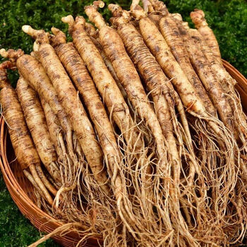 东北长白山新鲜小人参煲汤泡酒现挖湿人参 鲜参炖汤小