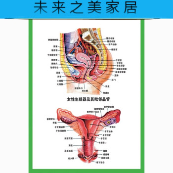 人体器官结构挂图人体内脏结构解剖示意图医学宣传挂图人体器官心脏