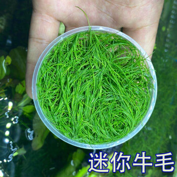 日本迷你牛毛牛毛毡大草原无菌杯活体水草淡水植物造景前景草坪日本正宗迷你牛毛无菌杯3杯7cm 图片价格品牌报价 京东