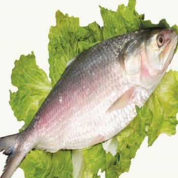 棠鲜生新鲜鲥鱼鲥鱼三来鱼海鲜无需刮鳞每条1斤12斤鲥鱼12515斤一条