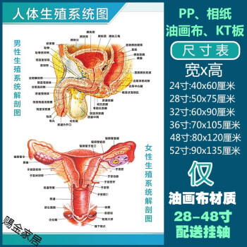 默认发背胶贴纸材质的需要其他联系客人体生殖系统图28寸50x70厘米