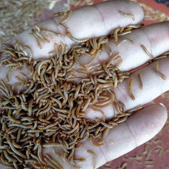 灿炫 黄粉虫小虫5毫米小宠物幼体活饵包活 一厘米 200条 麦麸