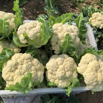 当季农家自种新鲜花菜菜花花椰菜产地现摘现发3 5斤 今年花菜 上午采摘下午发货5斤实惠装 图片价格品牌报价 京东