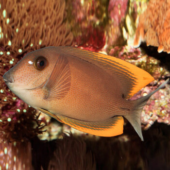金毛火箭吊倒吊类食藻除藻海水鱼活体海水缸观赏鱼已检疫 火箭吊5-7cm