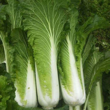 【现拔现发】天津青麻叶大绿白菜农家露天种植高帮整颗新鲜蔬菜 小